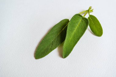 Beyaz arka plan ve taze adaçayı yaprakları.