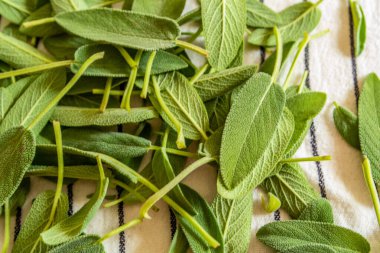 Taze adaçayı yapraklı arka plan