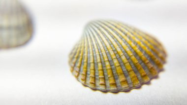 Kabuğun güzel desenleriyle beyaz bir arkaplanda deniz kabuklarını kapat