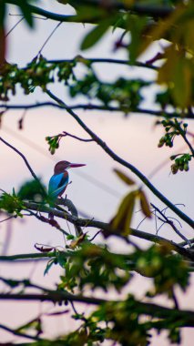 Bir ağaç dalında oturan bir Kingfisher resmi.