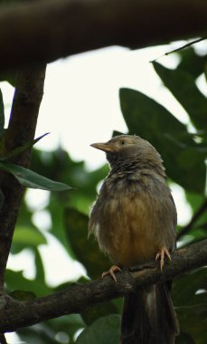 Ağaçta oturan Orman Gevezesi adında bir kuşun resmi.