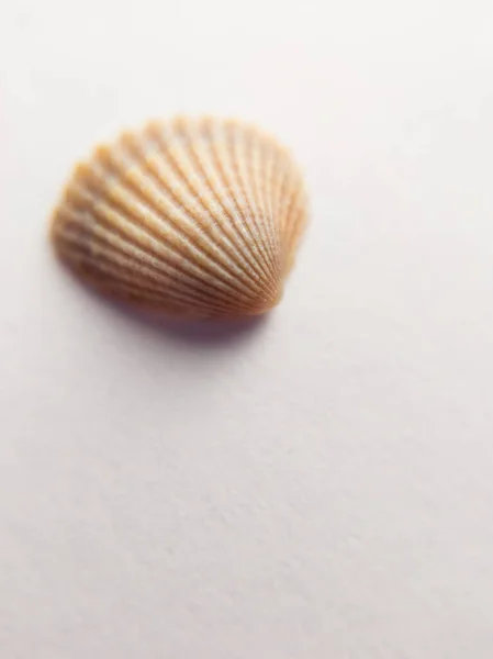 贝壳的美丽图案使贝壳在白色背景中闭合在一起 — 图库照片
