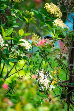 Mor popolu güneş kuşunun bir bahçedeki sardunya çiçeğinden nektar içtiği bir resim.