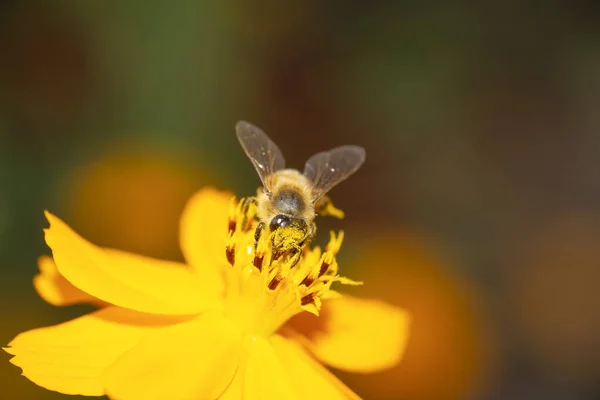Медовая Пчела Сосёт Нектар Космический Цветок — стоковое фото