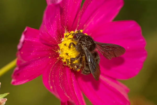 Hornet Violet Cosmos Flower — стоковое фото