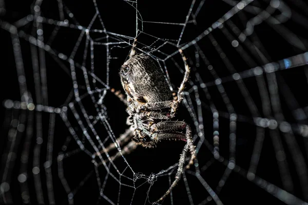 Aranha Teia Jardim — Fotografia de Stock