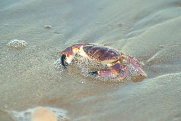 Crab Pond Beach — Stockfoto