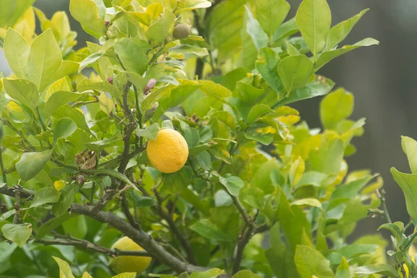 Lemon tree and lemon fruit   Green leaves