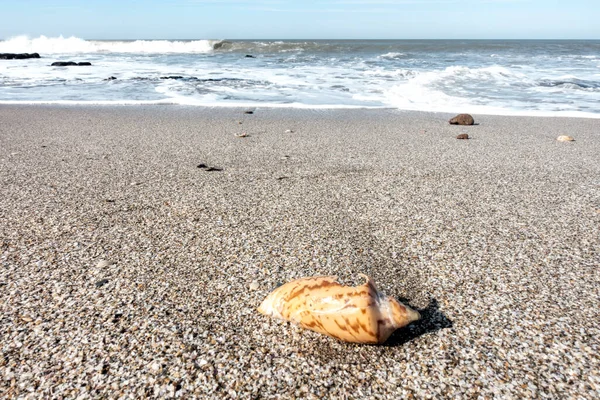 Concha Crab Areia Praia — Fotografia de Stock