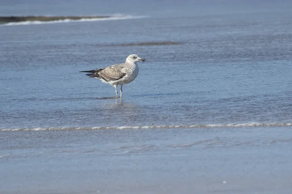 Seagull Seashore Baches — 스톡 사진