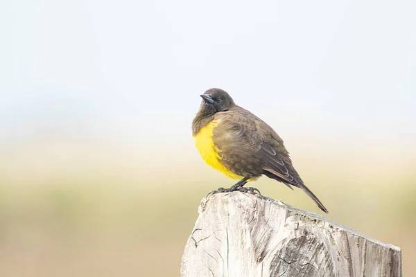 Brown Yellow Marshbird Perched Trunk — Stockfoto