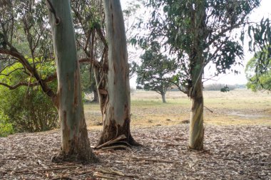 Eucalyptus trees in the park , in Mar del Plata