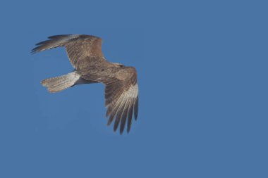Chimango caracara flying in the sky 