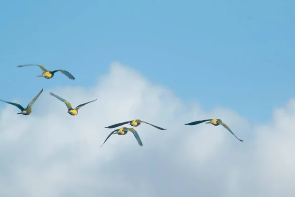 Burrowing Parrots Flying Sky — Stockfoto
