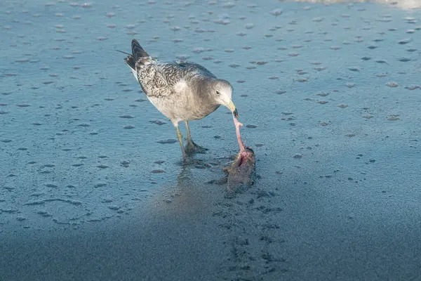 Olrogs seagull fishing on the beach in Mar Chiquita              