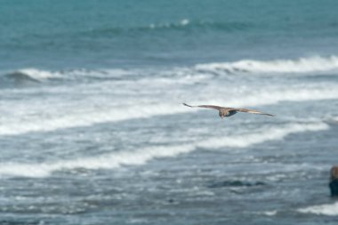 Chimango caracara flying on the seashore