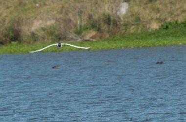 Kahverengi başlı martı gölde uçuyor. 