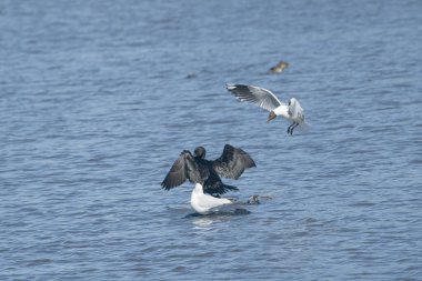 Kahverengi başlı martılar ve kara karabataklar gölde uçuyor.  