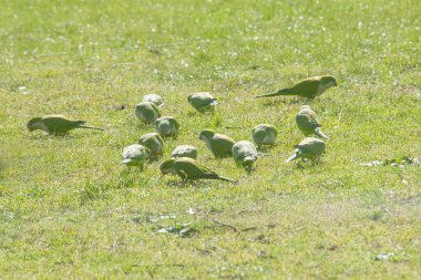 Argentinian parrots perched on the grass field