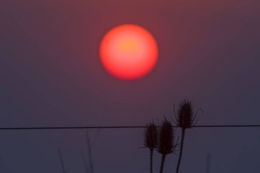 Arjantin 'de günbatımı ve devedikeni