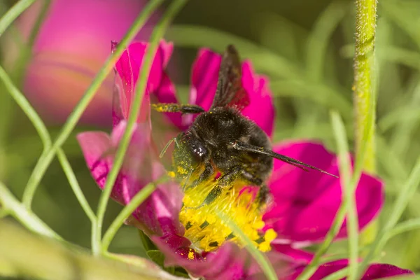 Hornisse Auf Einer Komosblüte Die Nektar Saugt — Stockfoto