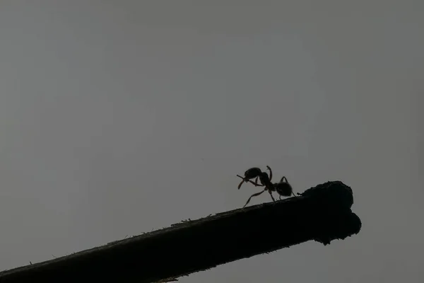 Hormiga Argentina Caminando Sobre Una Cerilla Madera — Foto de Stock