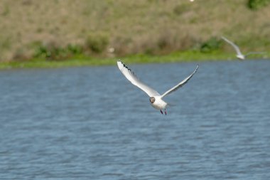 Kahverengi başlı martı gölde, suyun üzerinde uçuyor.    