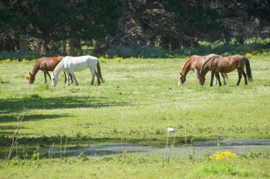 Otlakta otlayan atlar
