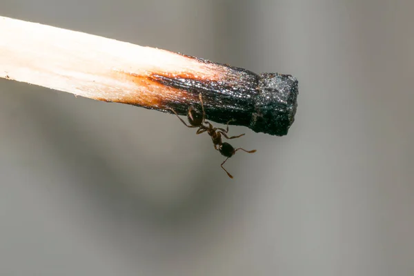 Hormiga Argentina Caminando Sobre Una Cerilla Madera Uso — Foto de Stock