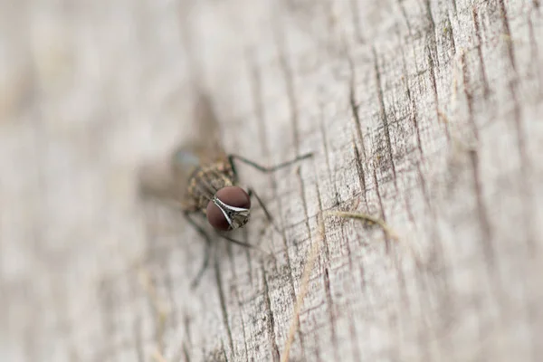 Mosca Comum Empoleirada Slat Madeira — Fotografia de Stock