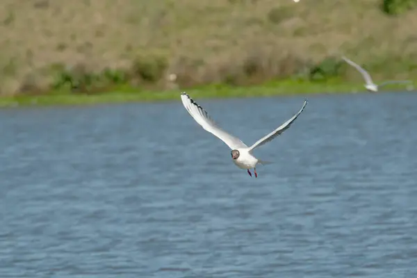 Gaviota Cabeza Marrón Volando Sobre Agua Lago — Foto de Stock