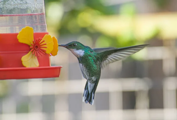 Kolibri Trinkt Wasser Von Einem Trinker — Stockfoto