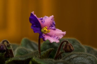 Menekşe çiçeği yaklaş