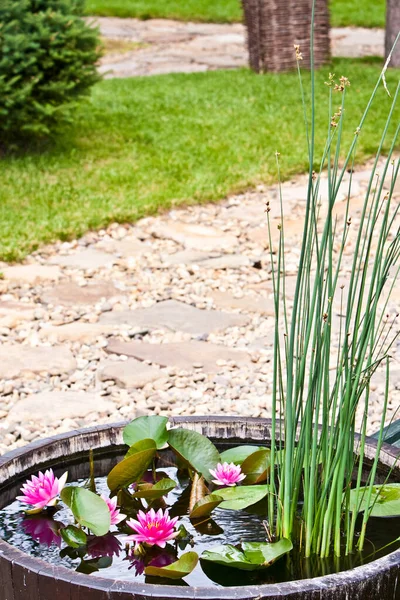 Pink Water Lilies Garden Pond Close Stock Picture