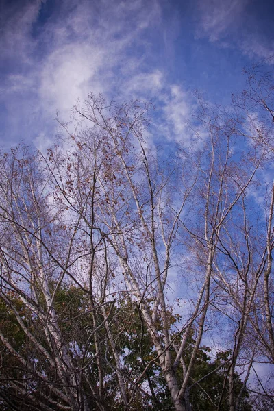 Coroas Vidoeiros Sem Folhas Contexto Céu Azul — Fotografia de Stock