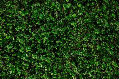 Yeşil yonca, yakın plan.