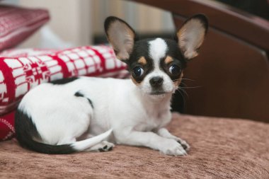 Chihuahua, kahverengi bir kanepede yatar. Kırmızı ve beyaz desenli bir yatak örtüsünün arkasında.