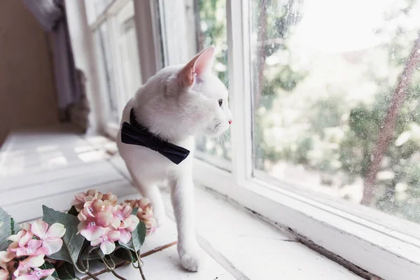 Biały Kot Niebieskiej Muszce Spogląda Wzdłuż Parapetu Obok Gałązki Hortensji — Zdjęcie stockowe