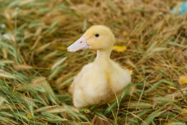 Yellow Duckling Background Grass — Fotografia de Stock