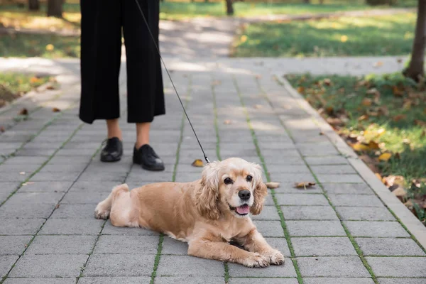 Brun Cocker Spaniel Koppel Ligger Grå Marksten Med Sin Älskarinna — Stockfoto