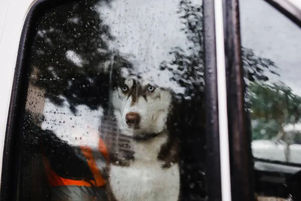 Husky Dog Sits Car Looks Glass Rainy Day Strewn Raindrops — Stockfoto