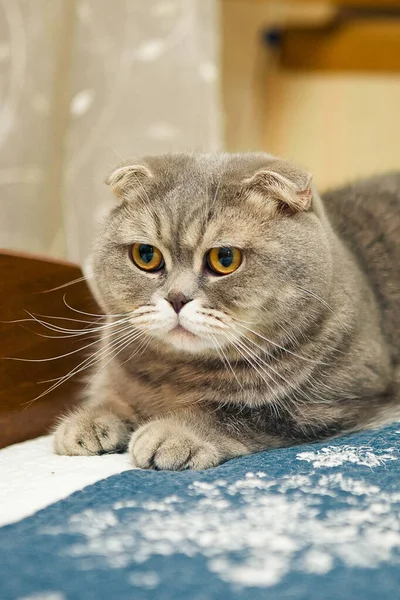 Gato Pliegue Escocés Cerca Sobre Fondo Borroso — Foto de Stock