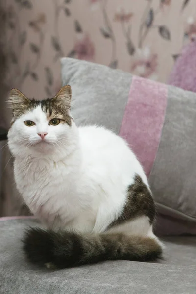 Gato Branco Marrom Com Uma Cauda Fofa Senta Sofá Cinza — Fotografia de Stock