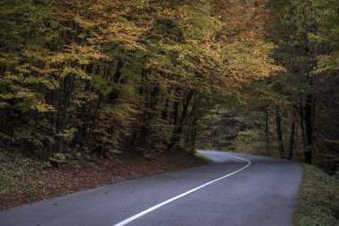 Sonbahar ormanında yol