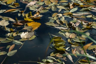 Suyun yüzeyinde düşen yapraklar yüzüyor.