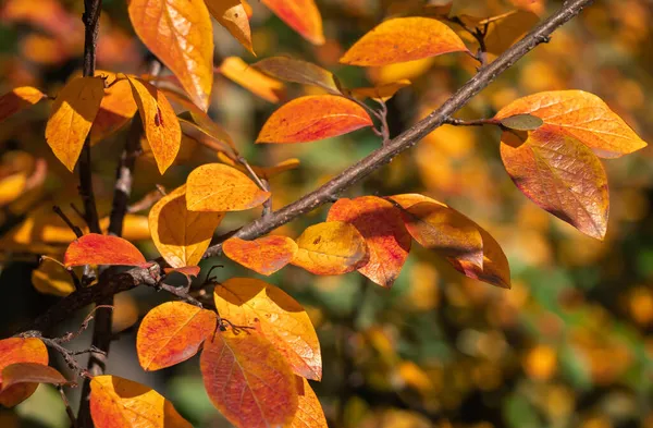 Oddział Jasnopomarańczowymi Liśćmi Jesiennym Parku — Zdjęcie stockowe