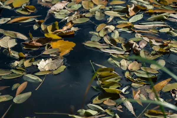 落叶漂浮在水面上 — 图库照片