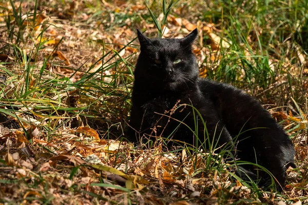 Fekete Macska Sütkérezik Őszi Napon — Stock Fotó