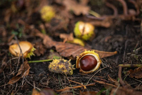 Leesett Gesztenye Őszi Parkban — Stock Fotó