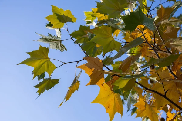 Hojas Arce Amarillo Sobre Fondo Cielo Azul — Foto de Stock